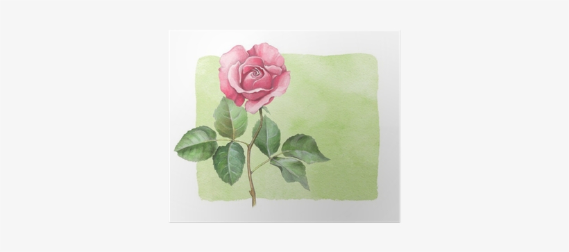 Watercolor Illustration Of Rose Flower Poster • Pixers® - Özgül Grup Dekoratif Baskılı Gül Kırlent, transparent png #40063