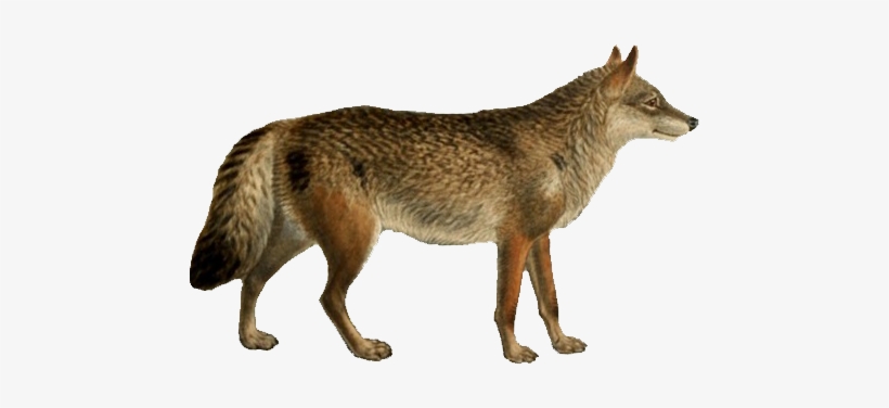 Dogs, Jackals, Wolves, And Foxes - Red Wolf With Transparent Background, transparent png #40223