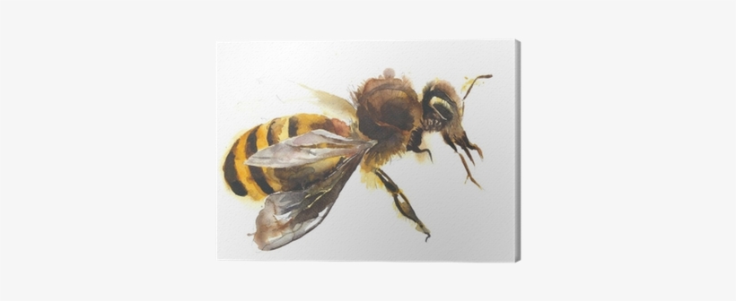Honey Bee Watercolor Painting Hand Made Isolated On - Watercolor Painting, transparent png #40271