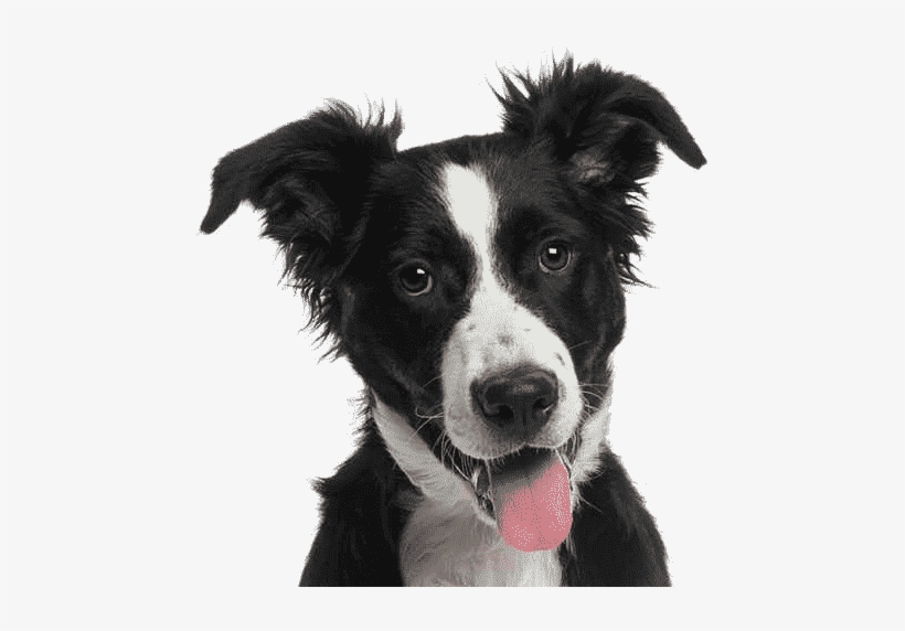 Cat Dog - Border Collie, transparent png #40354