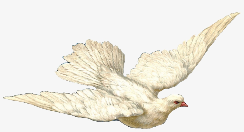 Swallow And Dove - Holy Spirit Dove With Transparent Background, transparent png #40376