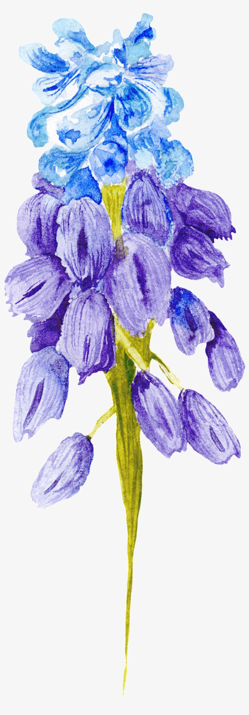 27n58picdmr 1024 X Oss Process=image/quality,q 80/watermark - Scilla, transparent png #40553
