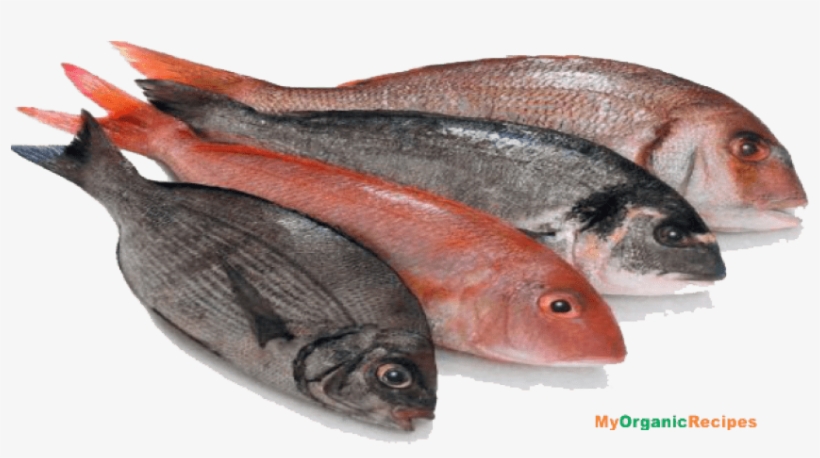 Free Png Fish Meat Png Images Transparent - Fish Meat, transparent png #40673