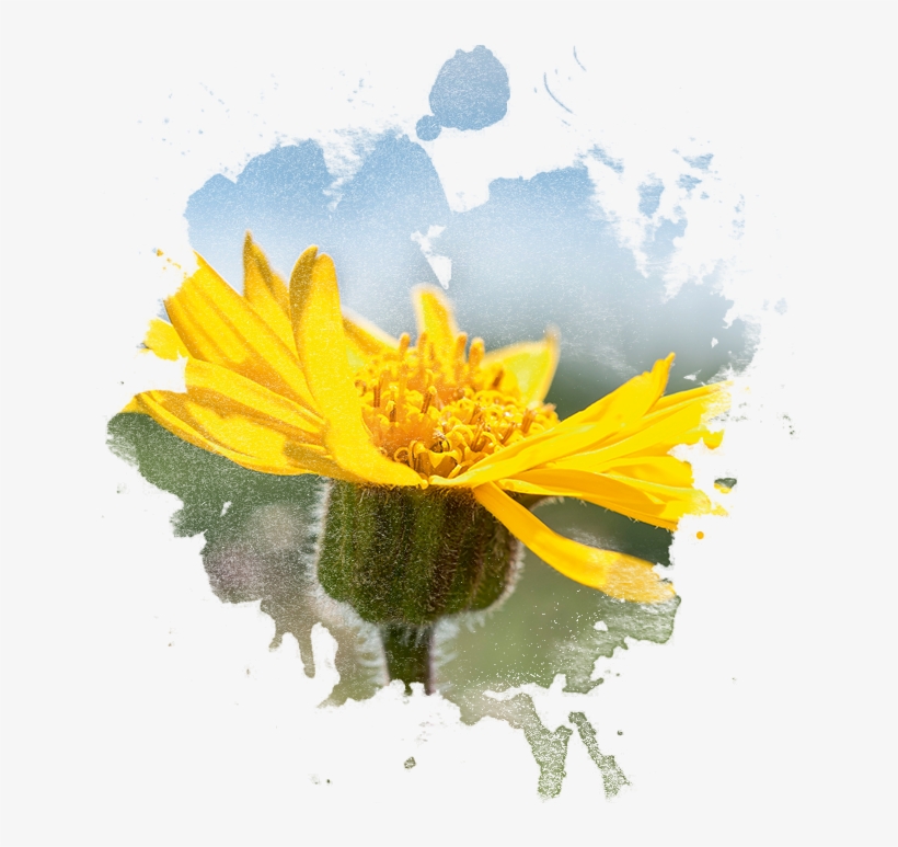 Arnica Flower In Watercolor - Watercolor Painting, transparent png #40950