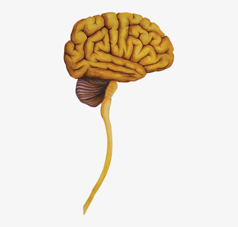 06 Heads Lateral Brain-01, transparent png #41288