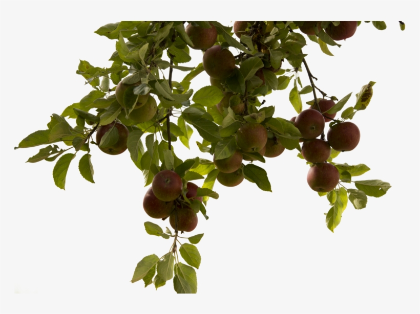 Tree Branch Png Photos - Apple Tree Branch Png, transparent png #41347