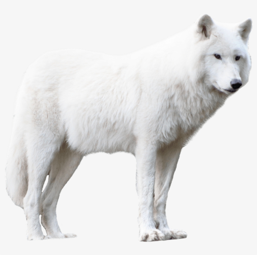 Free Png Wolf Png Images Transparent - White Wolf Png Hd, transparent png #41391