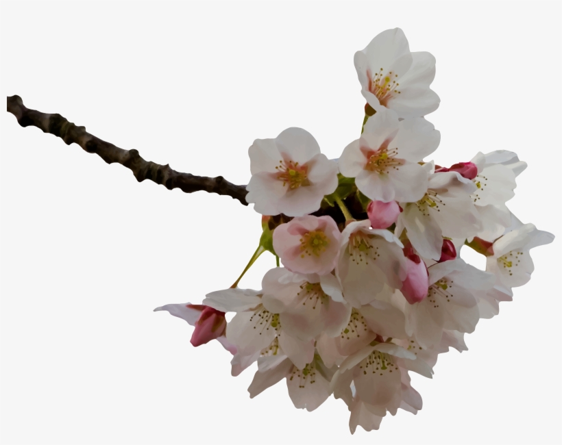 This Free Icons Png Design Of Cherry Blossom, transparent png #41555