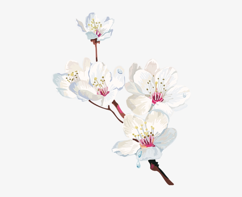 Tubes Arbres / Arbustes / Feuillages Cherry Blossom - Png Watercolor Cherry Blosom, transparent png #41638