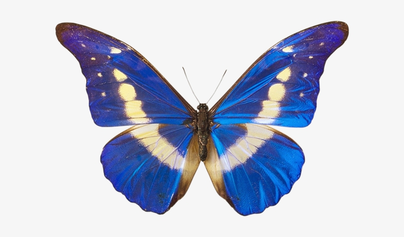 Butterfly Png Picture - Butterfly Wings, transparent png #41969