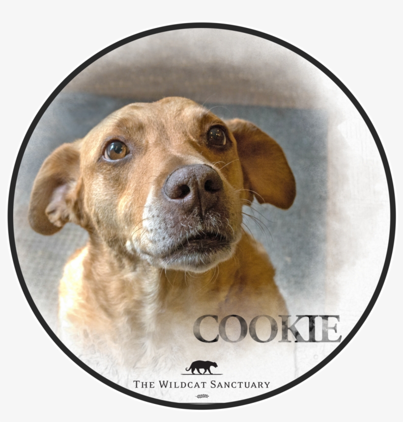 Lemon Clip Art, transparent png #41993