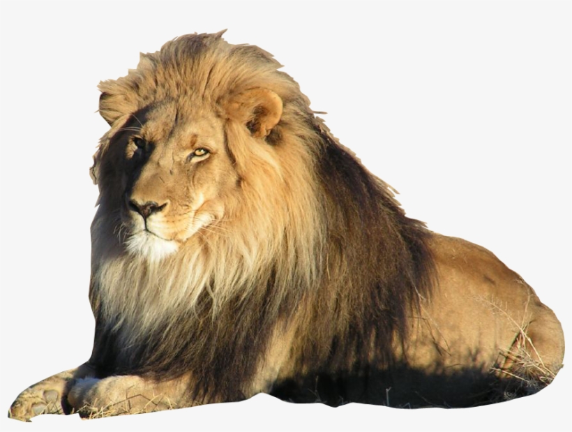 Best Free Lion Png Picture - Lion With Transparent Background, transparent png #42035