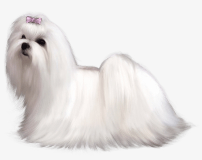 Maltese Png, transparent png #42127