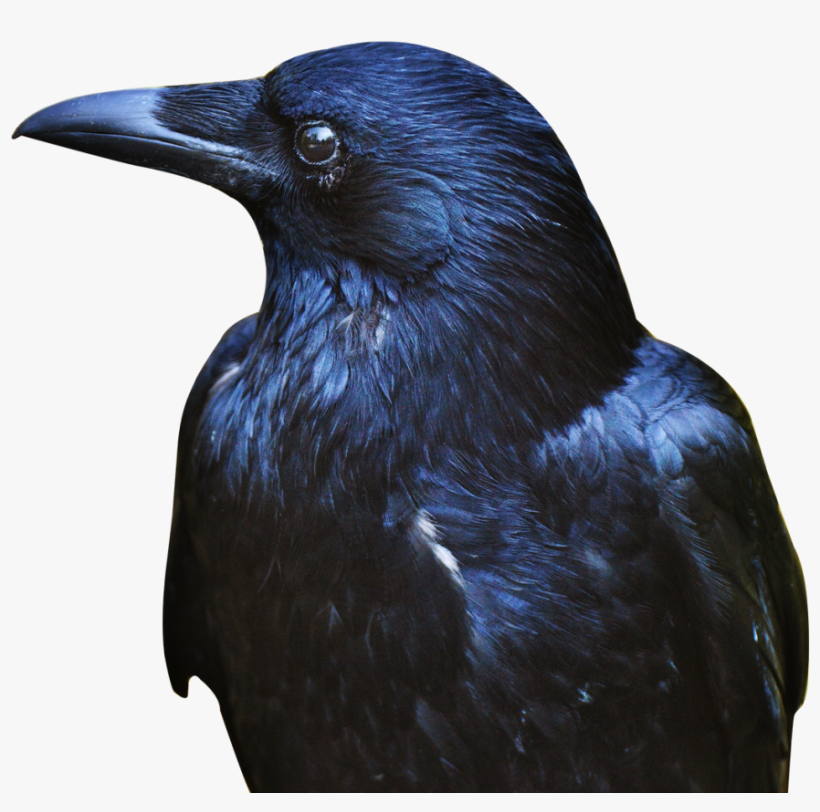 Crow Png Transparent Image - Portable Network Graphics, transparent png #42256