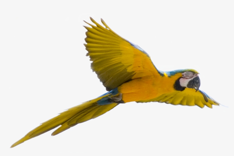 Browse And Download Parrot Png Pictures - Bird Flying Transparent Background, transparent png #42484