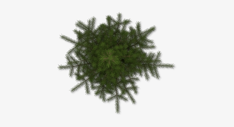 Pine, transparent png #42618