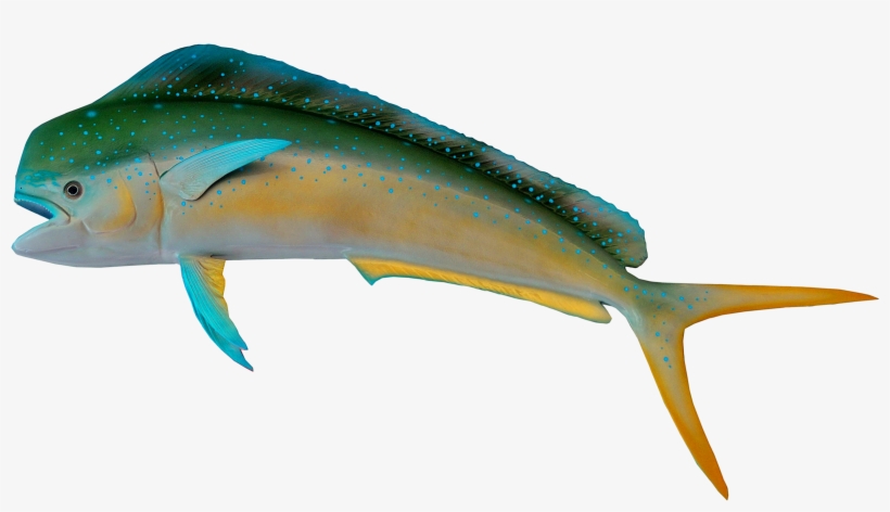 Fish, transparent png #43161