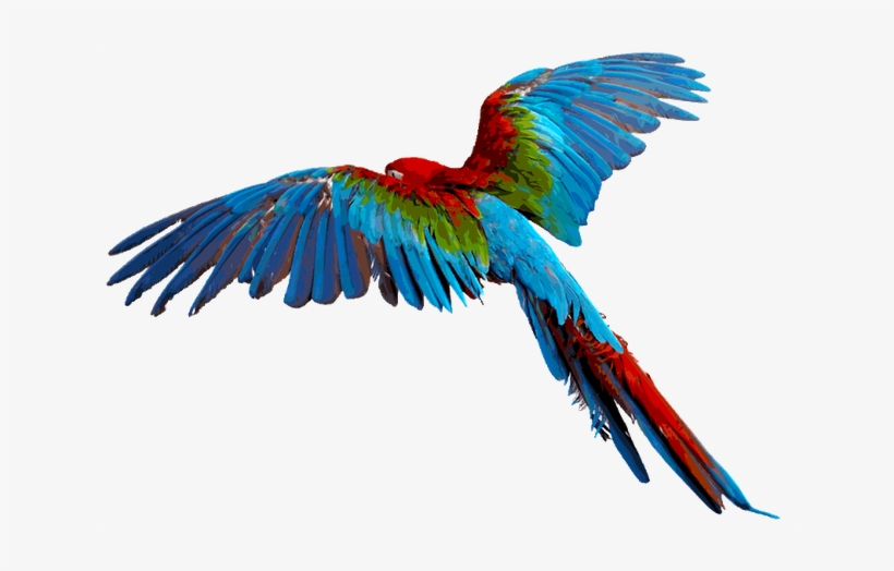 Macaw Png Transparent Macaw - Parrot Transparent Background, transparent png #43231