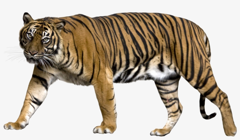 Tiger Png - Gucci Dive 'tiger' Strap Watch Ya136317, transparent png #43333