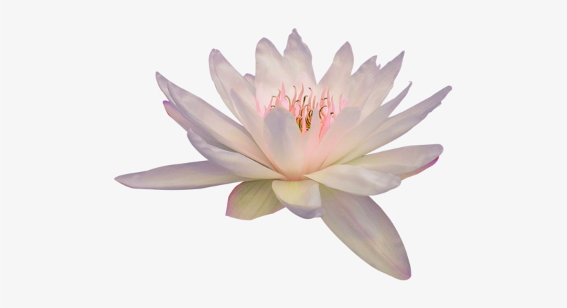 Transparent Flowers Lotus - Lotus Flower Png, transparent png #43352