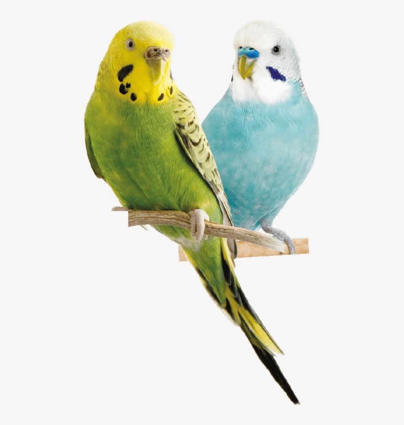 Free Png Parrot Png Images Transparent - Parrot Png, transparent png #43795
