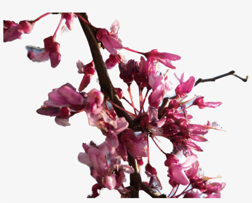 Download And Use Cherry Blossom Png Clipart - Cherry Blossom Branch Png, transparent png #44089