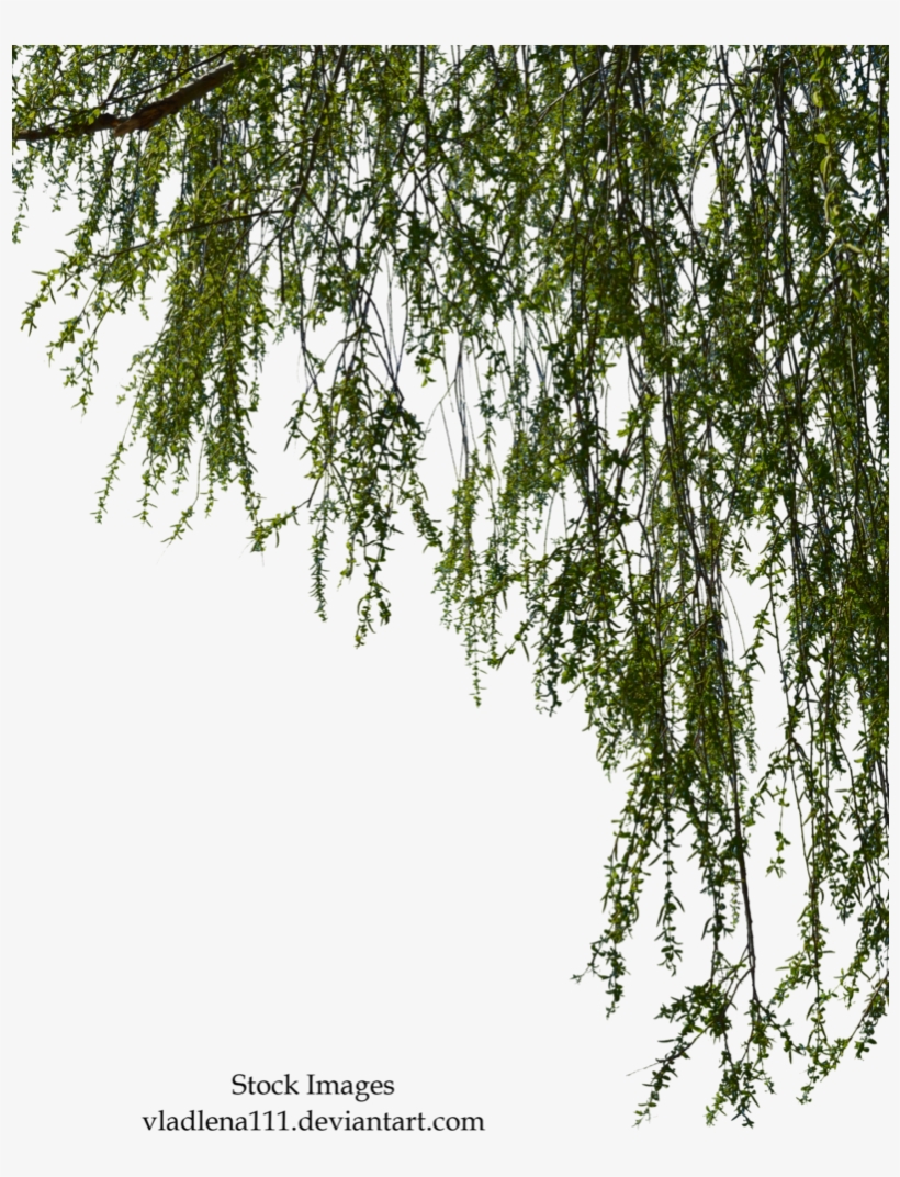 Transparent Images Pluspng Willow Image Free Library - Willow Tree Branch Png, transparent png #44498