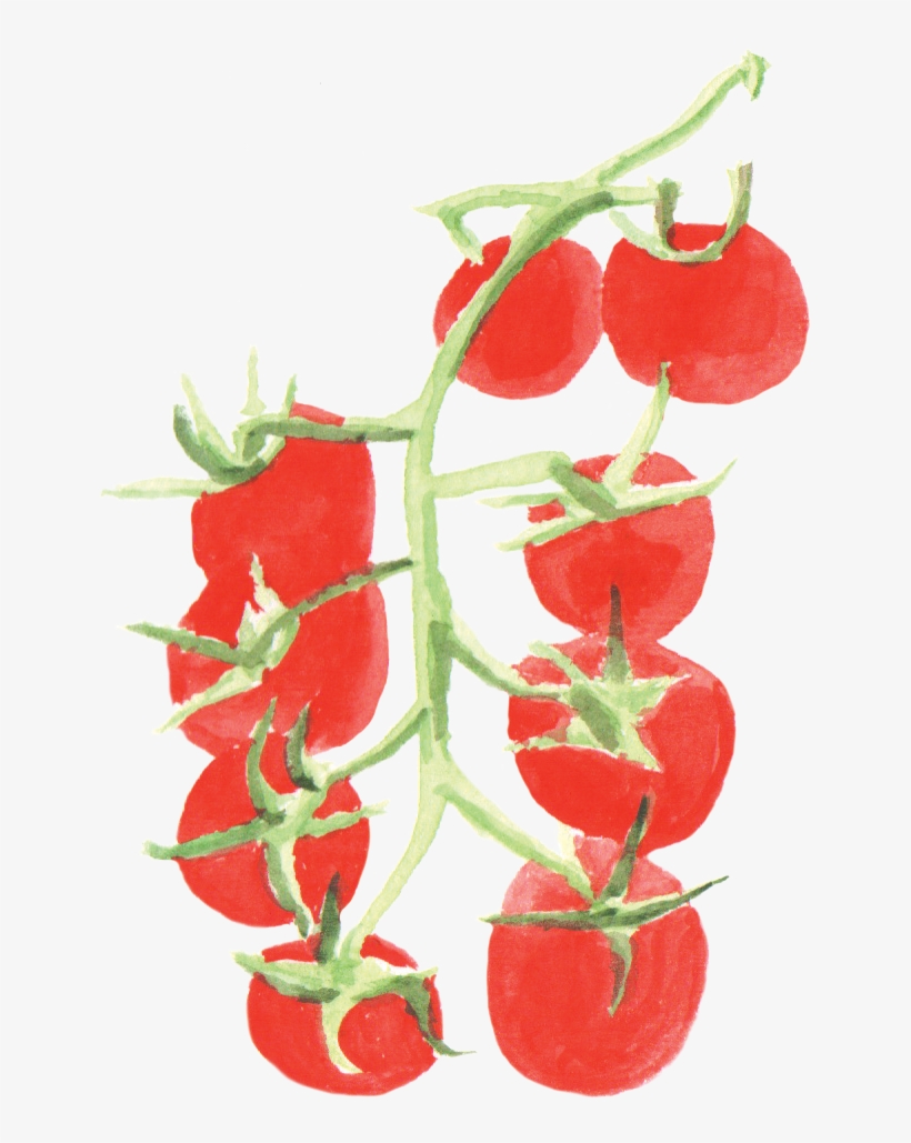 File - 小番茄cherrytomato - Thumbnail, transparent png #44653