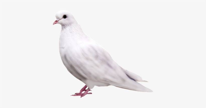 Isolated Photos Of Dove - Pigeon Png, transparent png #44654