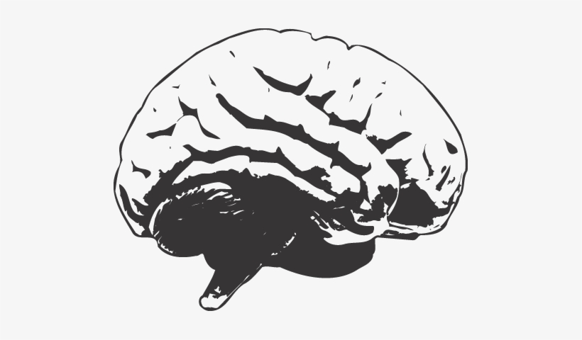 "brain" - White Brain Transparent Background, transparent png #44697
