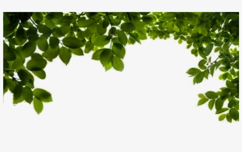 Branch Png File Png Format Hd Background Png Free Transparent
