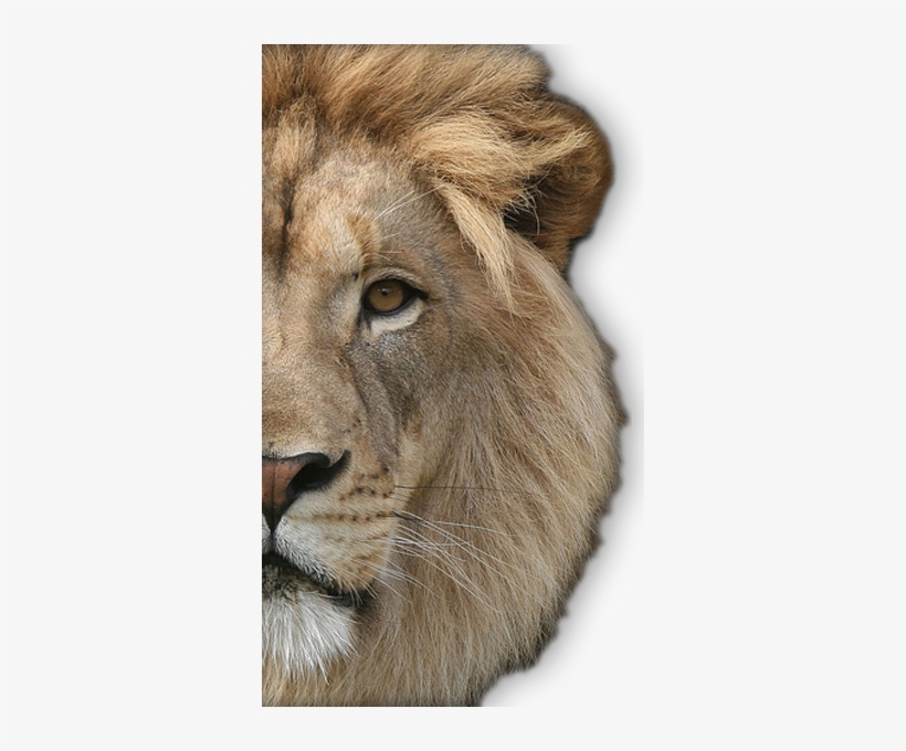 Browse And Download - Lion Face Png Hd, transparent png #44780
