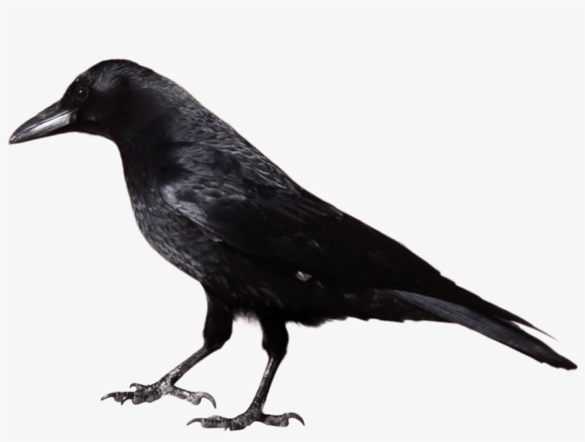 Free Png Crow Png Images Transparent - Black And White Image Of Crow, transparent png #44843