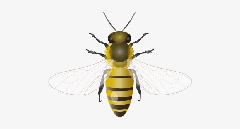 201109 Honey Bee - Honey Bee Png, transparent png #45072