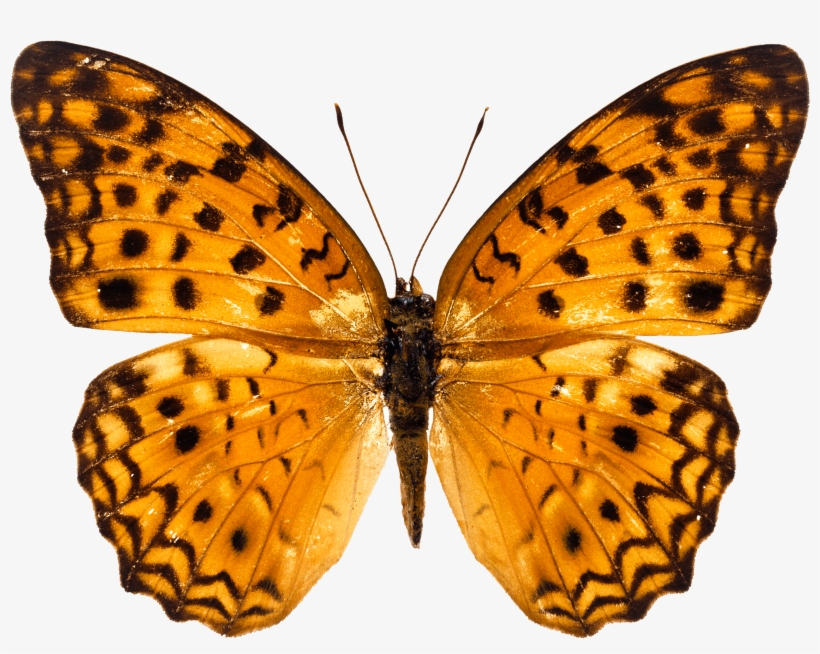 Butterfly Png, transparent png #45142