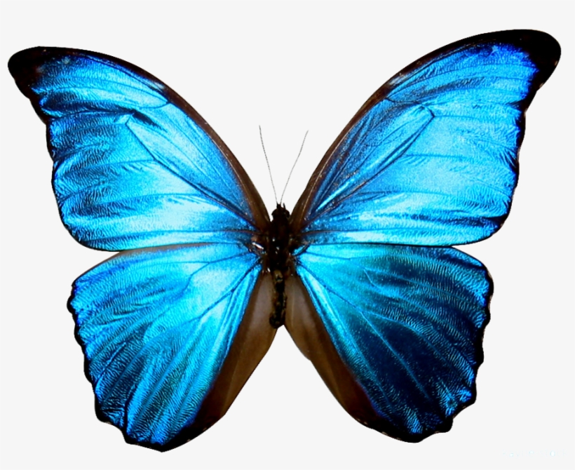 Clipart Butterfly Sky Blue - Blue Butterfly Transparent Background, transparent png #45313