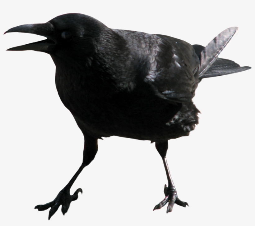 Crow Transparent Png Image - Transparent Crow, transparent png #45516