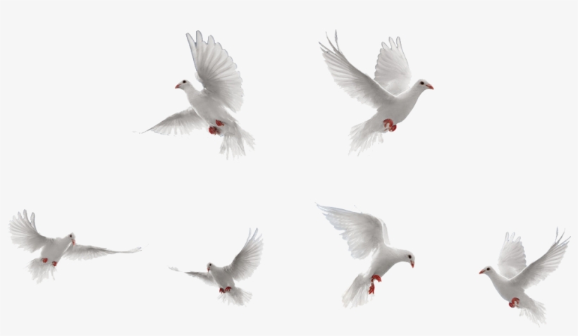 Bird Rock Dove Flight - Dove, transparent png #45586