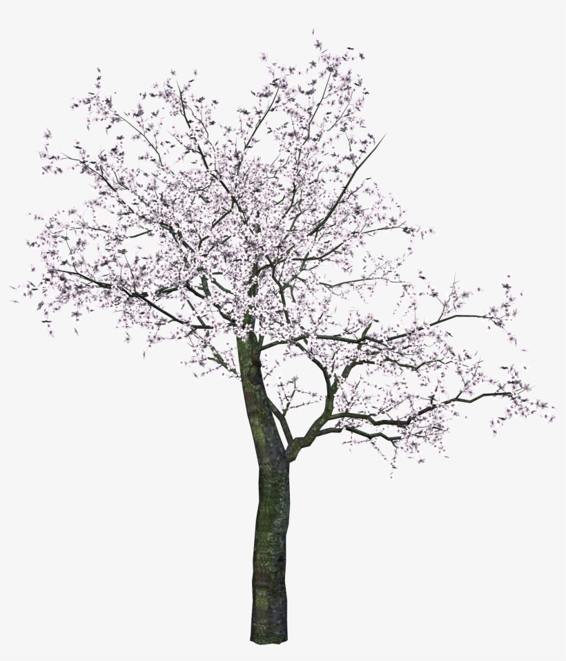 Cherry Tree Png Transparent Image - Cherry Blossom Tree Png, transparent png #46118