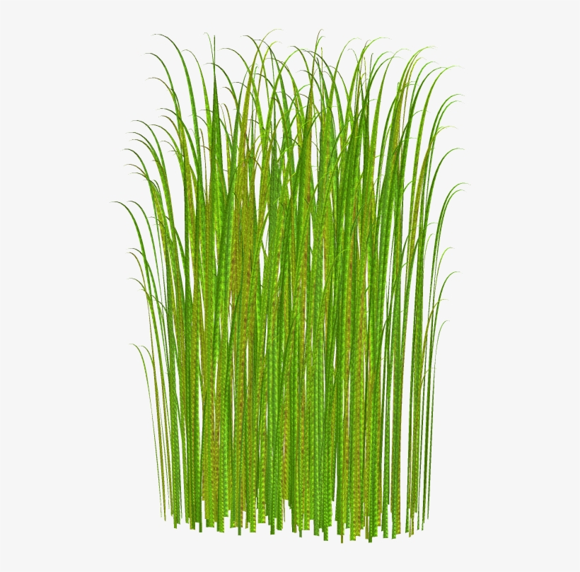 Png Grass Clipart Transparent - Tall Grass No Background, transparent png #46409