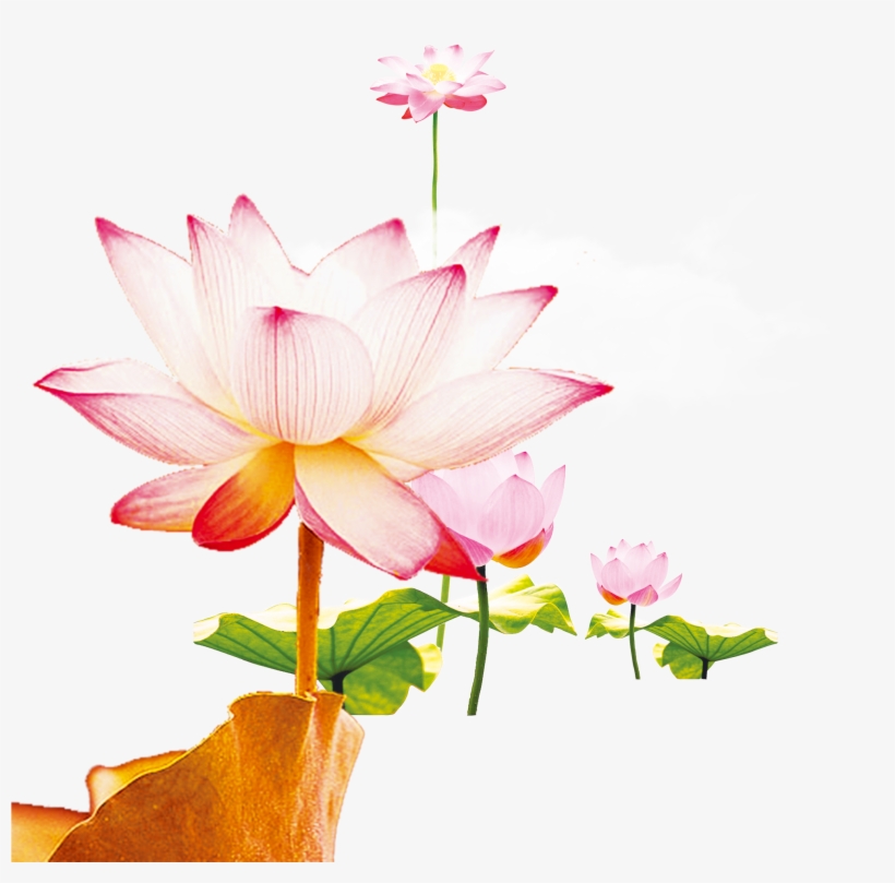 This Graphics Is Wen Hao Fresh Hand Painted Lotus Flower - Sacred Lotus, transparent png #46779