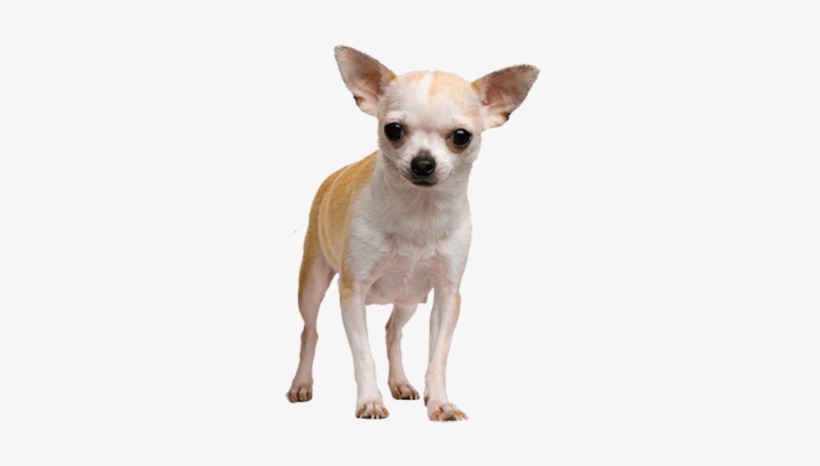 Chihuahua Face Dog - Chihuahua Png, transparent png #46782