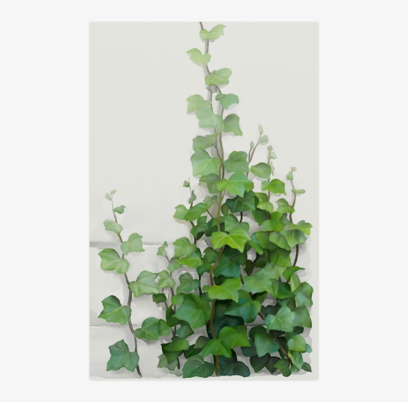 Watercolor Vines, Climbing Plant Zoom Poster 23*36 - Creeper Plants And Paintings, transparent png #46882