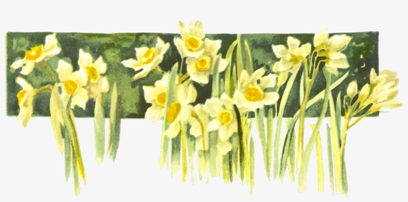 Daffodil Narcissus Drawing Watercolor Painting Book - Narcissus Clip Art, transparent png #46883