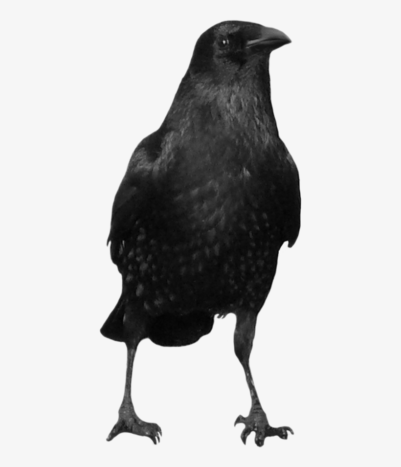 Image The Pinterest Crows - Crow Png, transparent png #46958