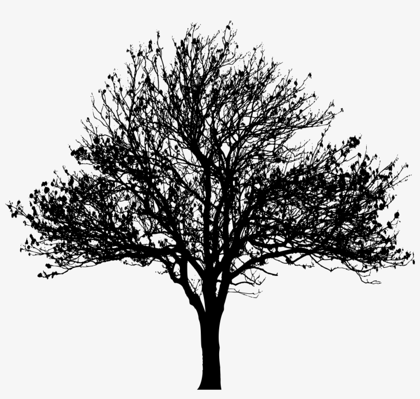 Tree Silhouette At Getdrawings - Silhouette Tree Png, transparent png #47026