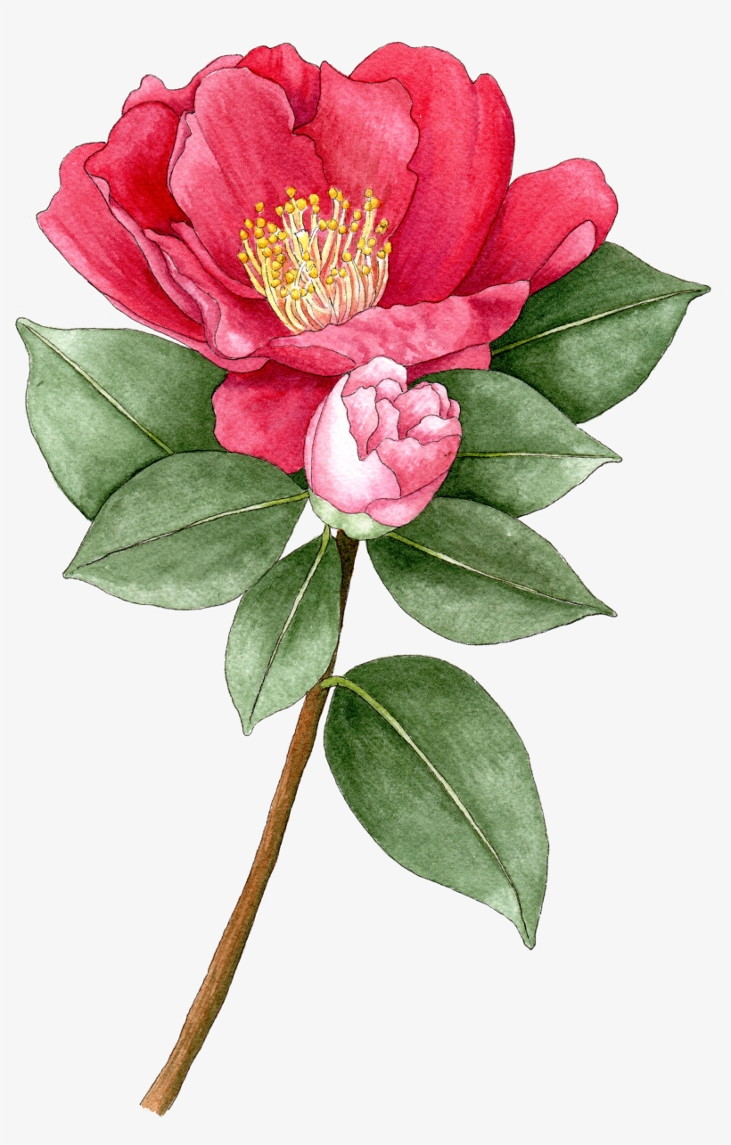 Camellia Sasanqua - Sasanqua Camellia, transparent png #47095