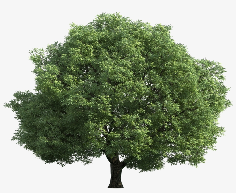 Green Tree Png Clip Art Best Web - Tree Top View Transparent, transparent png #47144