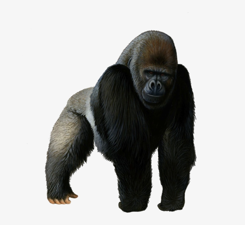 Gorilla Png Photos - Gorilla Png, transparent png #47283