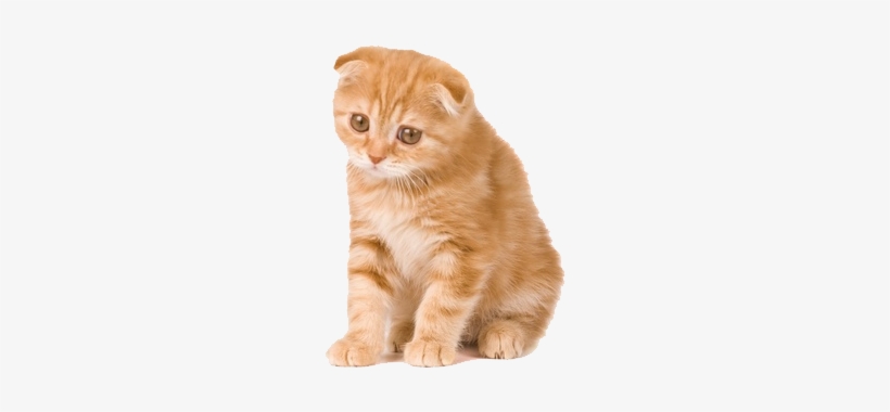 Kitten Png Clipart - Sad Orange Cat, transparent png #47356